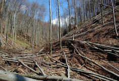Doporučení občanům: Nevstupujte dnes ani v několika následujících dnech do lesa