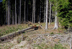 Finanční škody dubnové kalamity nepřesáhnou 20 milionů korun