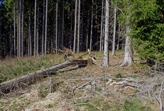 Deset tisíc metrů krychlových dříví pokácel na Orlickoústecku silný vítr