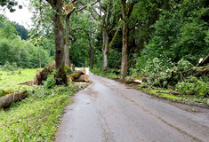 Na Hanušovicku i Orlickoústecku je opět volný vstup do lesa