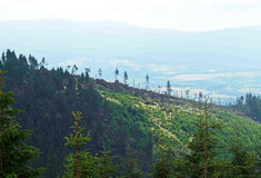 Rok po vichřici je poškozené dříví ve státních lesích zpracováno, vysazují se miliony sazenic lesních dřevin