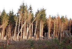 Revíry Vostojavka a Pekelsko zasažené větrnou a následně kůrovcovou kalamitou v letech 2008 až 2010