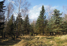 Lesy ČR už pětadvacet let obnovují krušnohorské lesy