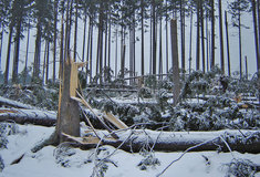 Na místech poškozených před deseti lety orkánem Kyrill rostou nové lesy