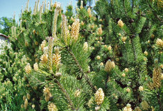 Lesy ČR připravují realizaci projektu částečné redukce borovice kleče v CHKO Jeseníky