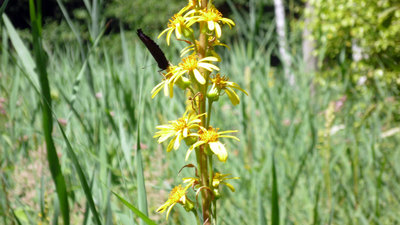Klokočským lesem za hrou, vodou a ptačím zpěvem