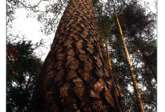 Lesy ČR představily koncepci pro nakládání s reprodukčním materiálem lesních dřevin na období dalších 10 let