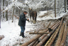 Koně jsou v lesích stále potřeba