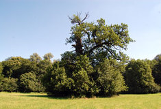 Pomáháme při obnově starých solitérních dubů