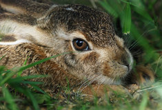 Příroda se probouzí