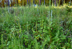 Obnova lesa – revír Kravsko na lesní správě Znojmo