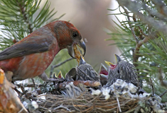 Křivky –  ptačí akrobaté