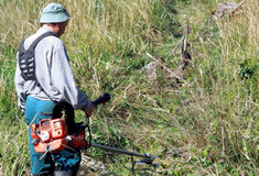 Letní péče o mladé lesní porosty