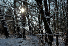 Zajímavosti z revíru Bukovinka očima revírníka