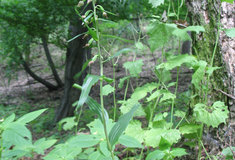 Objev vzácné orchideje nedaleko Ústí nad Labem