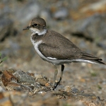 kulik-ricni-05-mlade