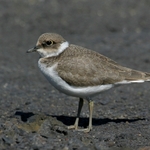 kulik-ricni-06-mlade