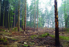 Boj s kůrovcem neustává