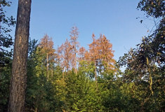 Kůrovec – významný škůdce lesa