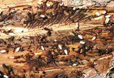 Lesy ČR půjčují lapače na kůrovce. Zdarma