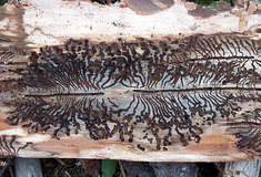 Zamyšlení nad ochranou lesa proti kůrovcům na Lesní správě Prostějov