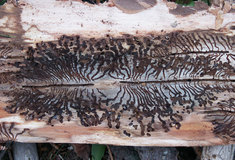 Zvýšený výskyt kůrovce čekají lesníci také na jihu Moravy