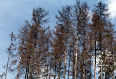 Lesníci versus kůrovec