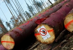 Letošní prázdninové počasí lesům přeje, stromy ale nadále schnou