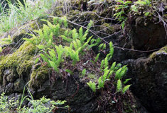 Podpora unikátní květeny lesníky z Kladské