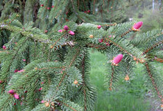 Sezóna sběru šišek skončila