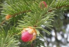 Stromy v lesích mimořádně kvetou, pylu je víc než v předchozích letech