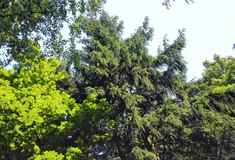 Lesy ČR letos odvedly do státní pokladny 5,6 miliard korun