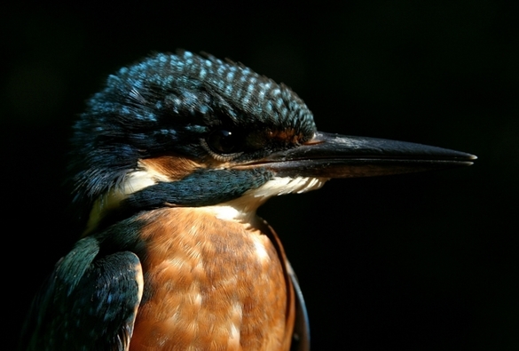 Ledňáček říční