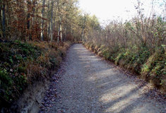 Oprava a modernizace lesní cesty Brudecká