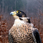 lesni_pedagogika-059