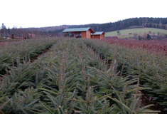 Obnova lesa na území KŘ Hradec Králové v roce 2010