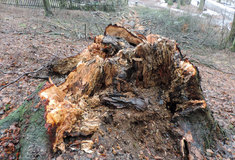 U Hrubé Skály se kácí nebezpečné stromy, lesníci obnoví arboretum