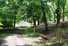 Lesy ČR obnovily lesopark v Náměšti nad Oslavou