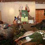 lesy-cr-ples-2012-080