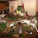 lesy-cr-ples-2012-081