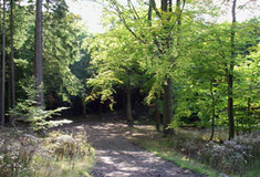 Lesy nejsou motokrosovou dráhou