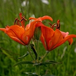 lilie-cibulkonosna-01