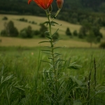 lilie-cibulkonosna-02