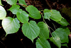 Lípa – významná dřevina Ždánického lesa