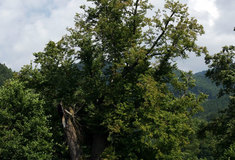 Lípa u Ztraceného potoka ve Vernířovicích