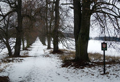 Novodvorská lipová alej – Alejí roku 2011