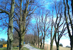 Lesy ČR dokončily obnovu historické lipové aleje u hradu Bítov na Znojemsku