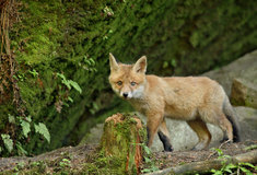 Vyhodnocení jarního kola fotosoutěže „Les očima lesníka“