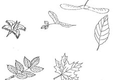 Listopadová soutěž s Jehličkou a Lupínkem