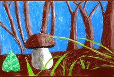 Čtvrtý ročník soutěže „Lesy kolem nás“